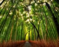 pic for Bamboo Forest 